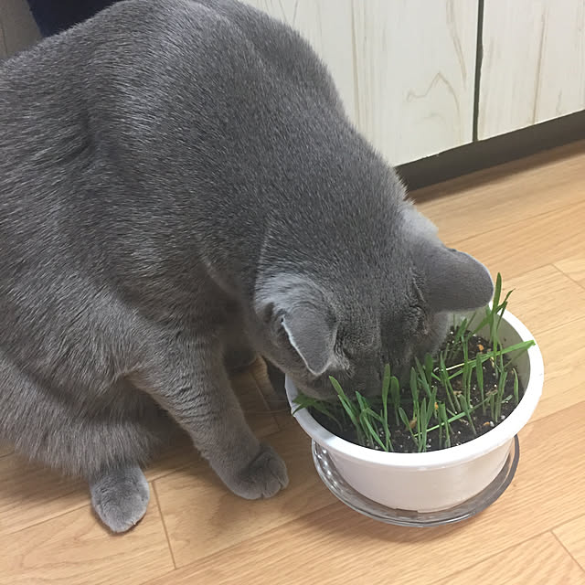 sayuuuさんの実例写真