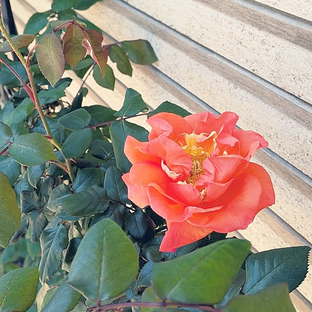 kumijiさんの部屋