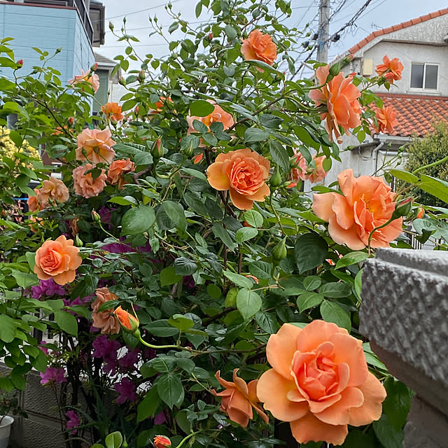 kapiさんの部屋