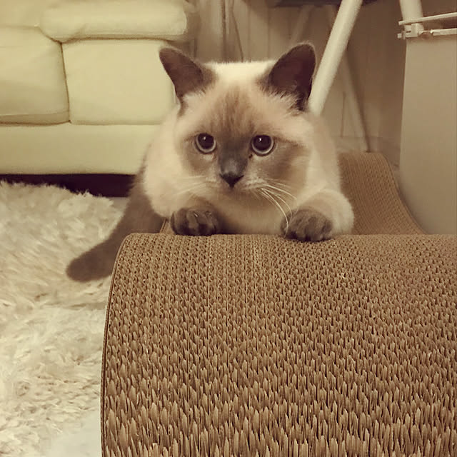 gingerwynksさんの実例写真