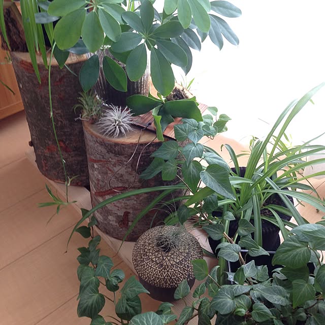 saさんの実例写真