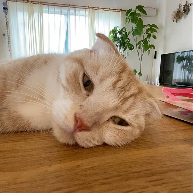 Hiromiさんの実例写真