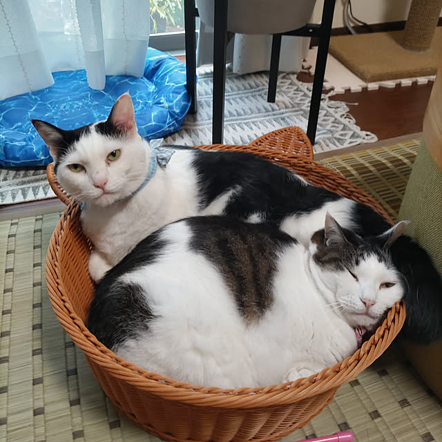 yuuさんの実例写真