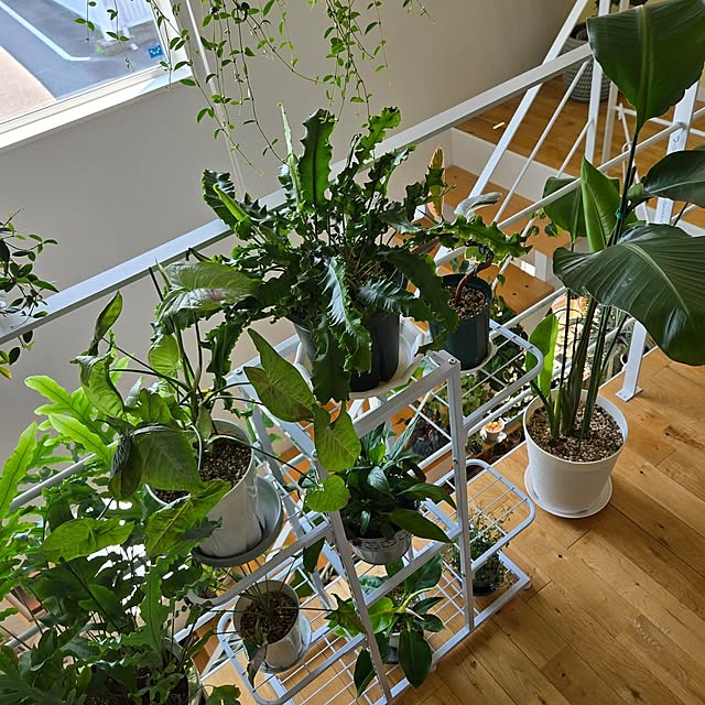 nonbiri_house_さんの部屋