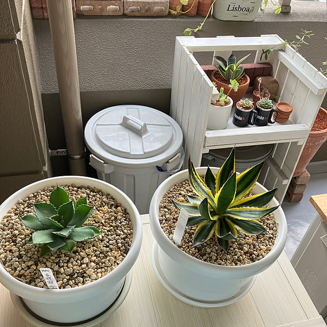 koshiregutyoさんの部屋