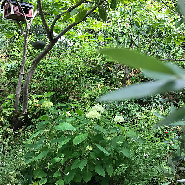 momoさんの実例写真