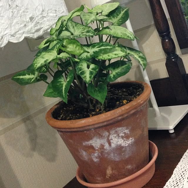 leonaさんの実例写真