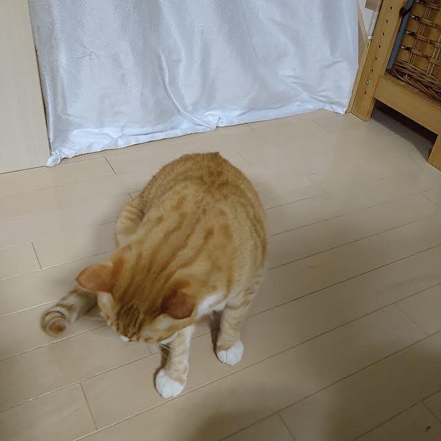 koromaroさんの部屋