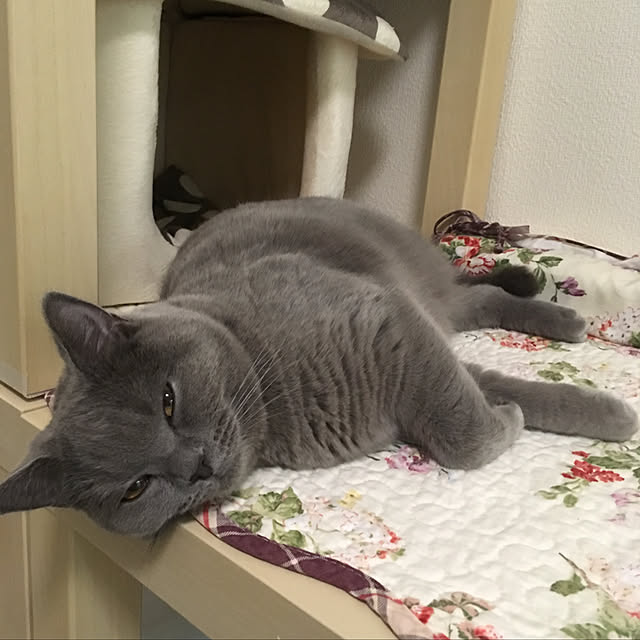 fionaさんの実例写真