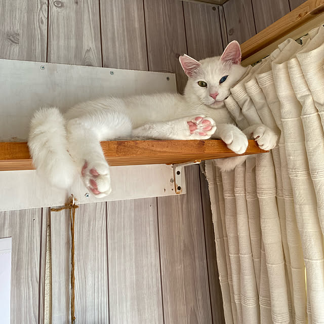 SHIHOさんの実例写真