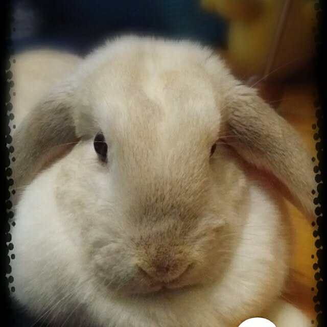 kyumaさんの実例写真