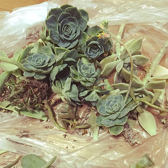 Yuriさんの実例写真