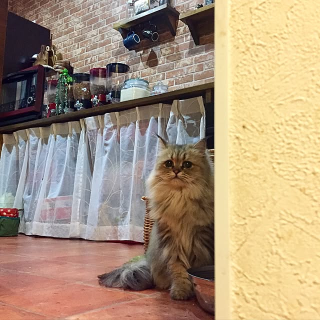butachanさんの実例写真