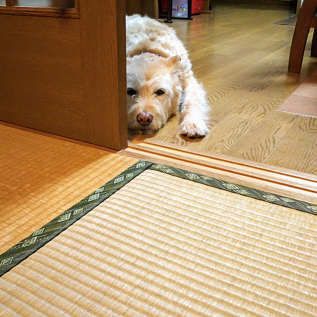 Tirorinさんの実例写真
