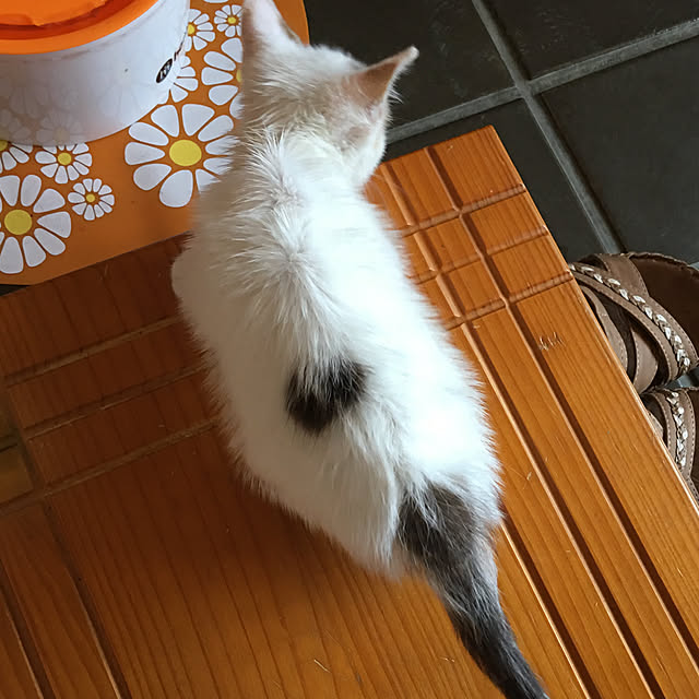 akekuroankoさんの実例写真