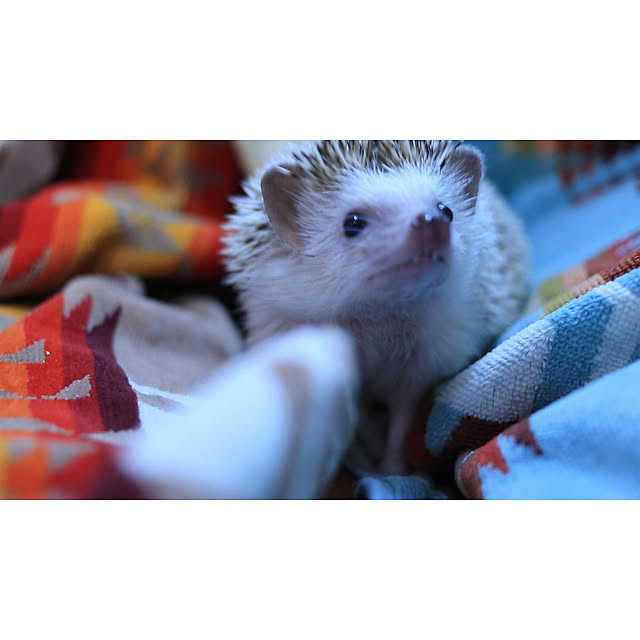 Chikakoさんの実例写真
