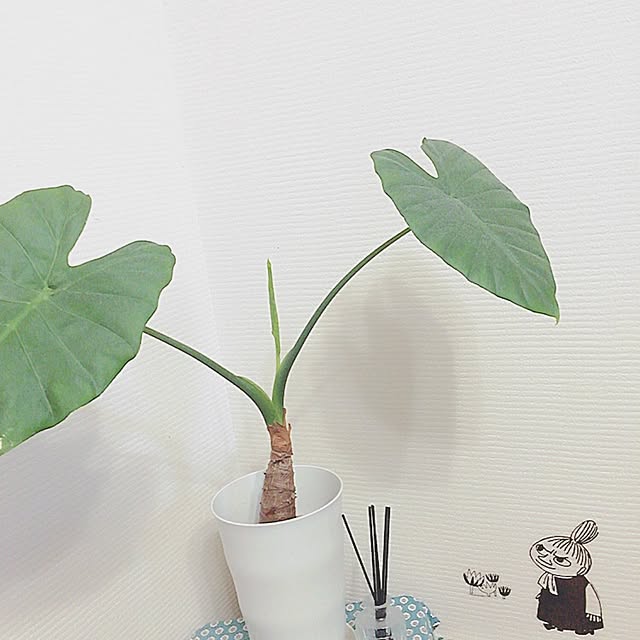 mii-tanさんの実例写真