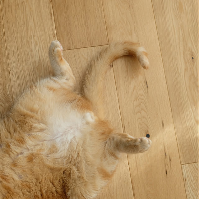 shiiiさんの実例写真