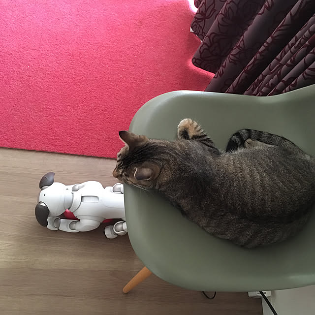 mikomaruさんの実例写真