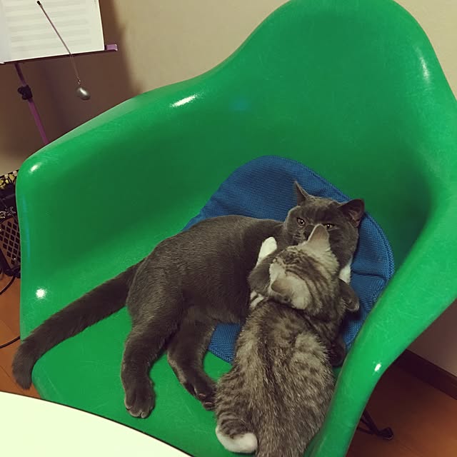 Shojiさんの実例写真
