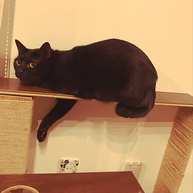 ichigoさんの実例写真