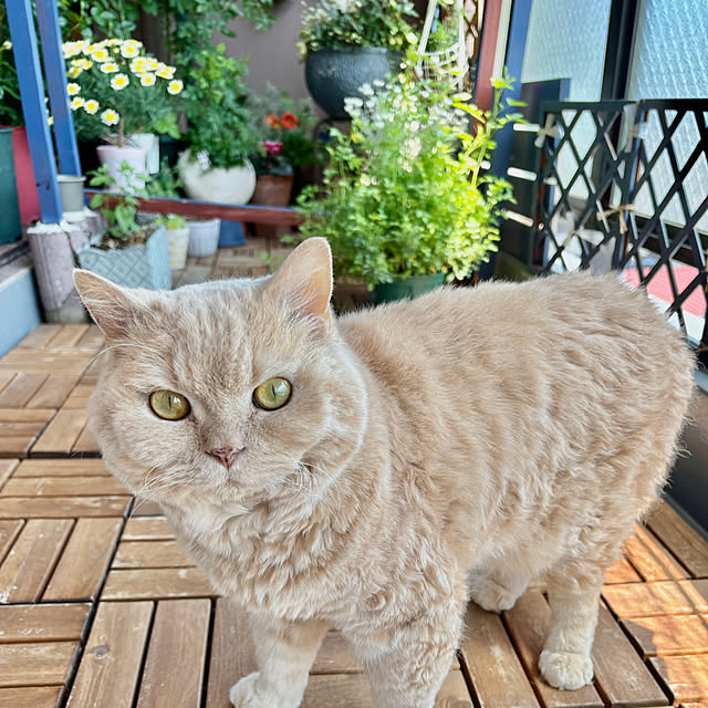 naokoさんの実例写真