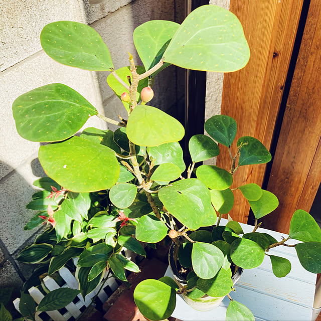 mimichankさんの実例写真