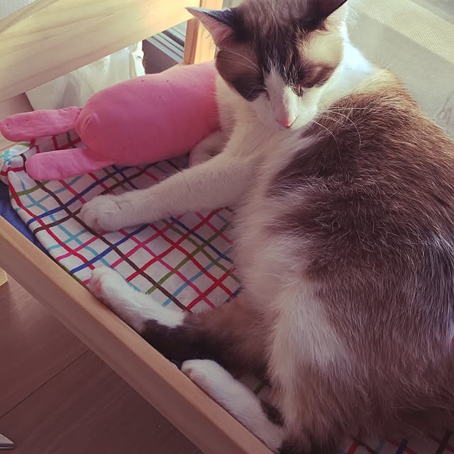 AcanEさんの実例写真