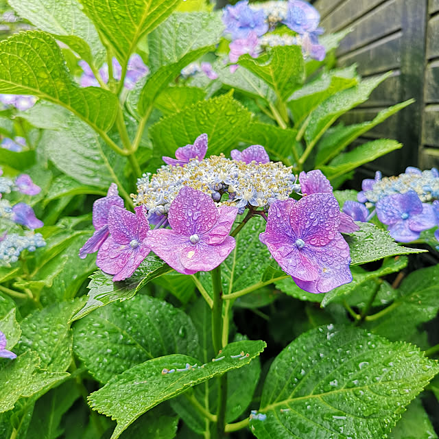 部屋全体/季節の花/紫陽花/庭のインテリア実例 - 2019-07-15 07:40:59