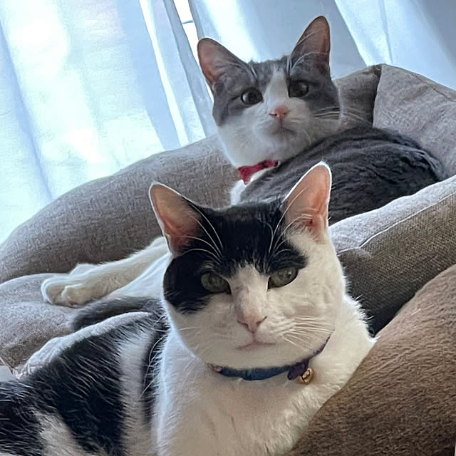 nekosamaさんの実例写真