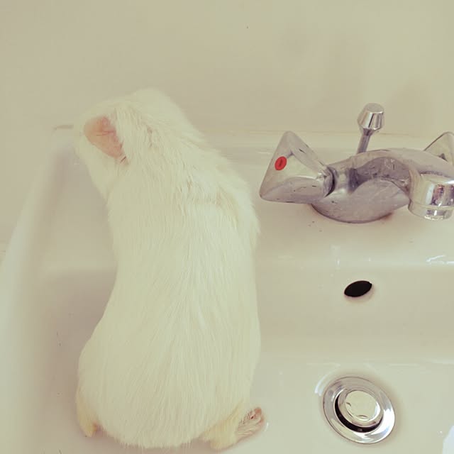 Jocoさんの実例写真