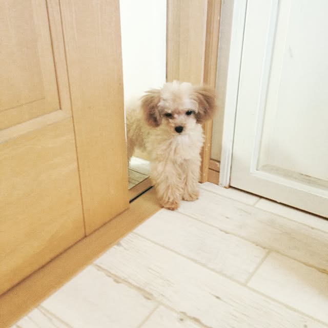 pocoさんの実例写真
