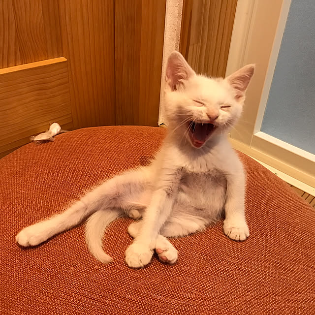 sakurasakuさんの実例写真