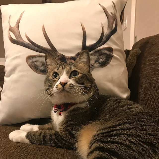 mu_pさんの実例写真