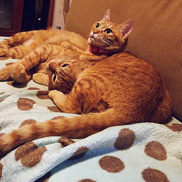 37さんの実例写真