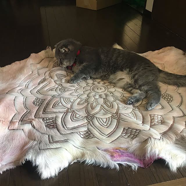 naoさんの実例写真