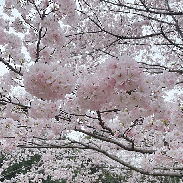 tomoさんの実例写真