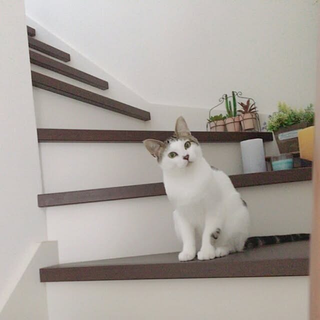 akikoさんの実例写真