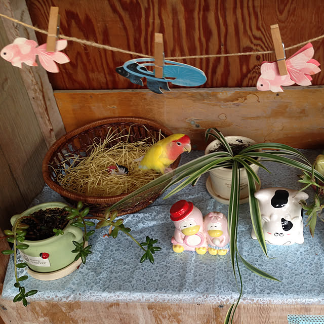 aoinokimiさんの実例写真