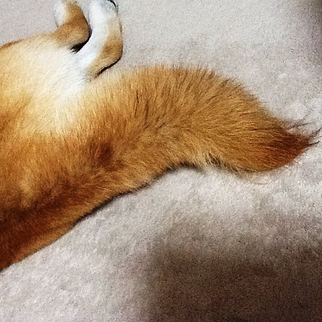kotaさんの実例写真