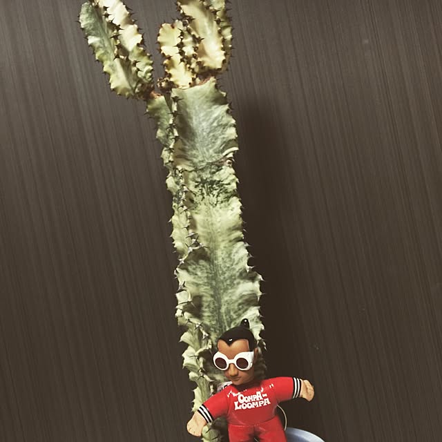BONBOTANYさんの実例写真