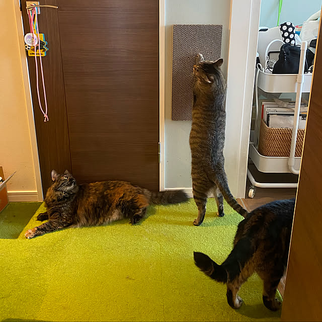 mikomaruさんの実例写真