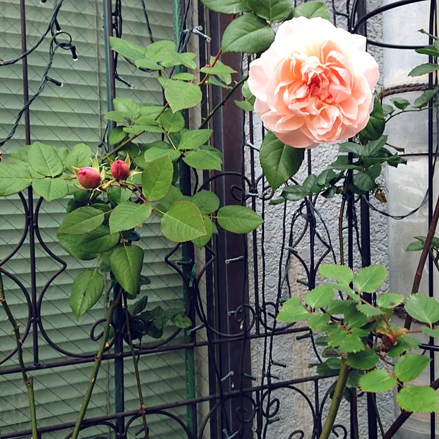 greenroseさんの実例写真