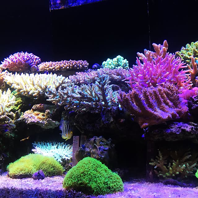 aquarium_seaさんの実例写真