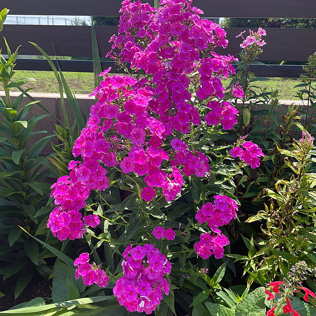 ronronさんの部屋