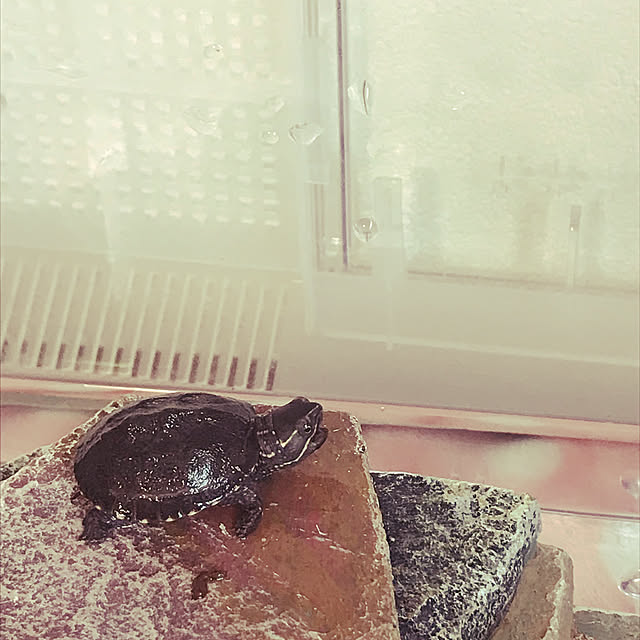 chocv0さんの実例写真