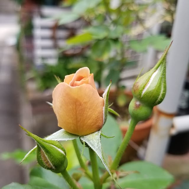 midoriさんの実例写真