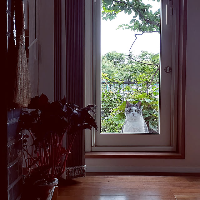 hana-さんの実例写真