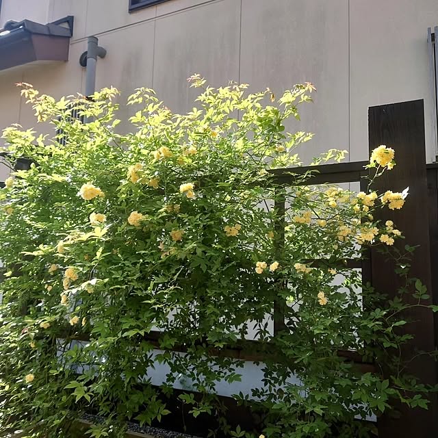 taka-kiさんの実例写真