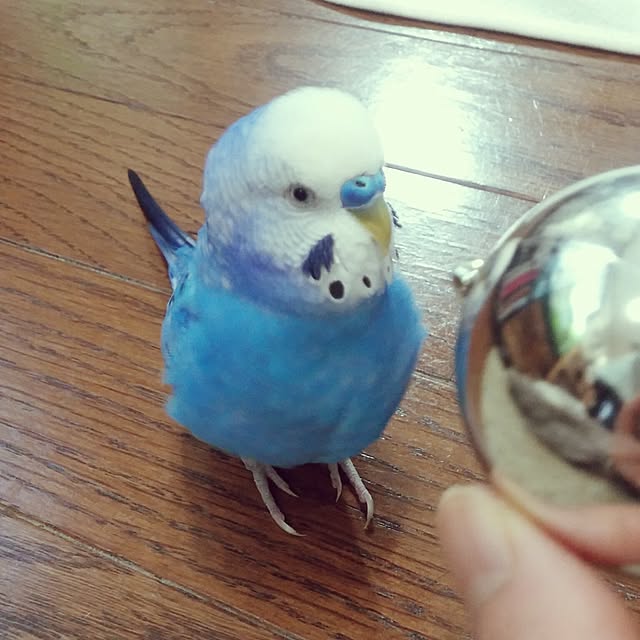 opiopiopiさんの実例写真
